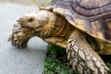 A majestic Sulcata tortoise crawls leisurely across a vibrant green lawn, its textured shell showcasing intricate patterns that highlight its natural beauty