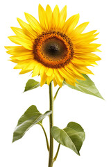 Fototapeta premium Yellow sunflower isolated on Transparent background, PNG file