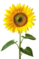 Fototapeta premium Yellow sunflower isolated on Transparent background, PNG file