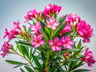 Fototapeta premium Minimalist Oleander Bush: Pink Flowers, Green Leaves, Alpha Channel PNG