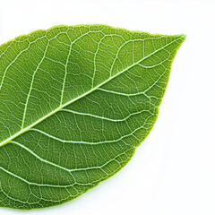 Obraz premium detailed macro photograph of green leaf showcasing its intricate vein structure, highlighting nature beauty and complexity