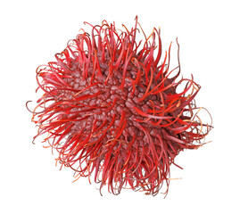 Naklejka premium Delicious ripe rambutan isolated on white. Exotic fruit
