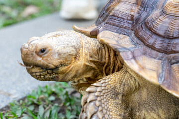 Obraz premium A majestic Sulcata tortoise crawls leisurely across a vibrant green lawn, its textured shell showcasing intricate patterns that highlight its natural beauty