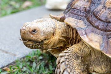 A majestic Sulcata tortoise crawls leisurely across a vibrant green lawn, its textured shell showcasing intricate patterns that highlight its natural beauty