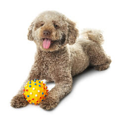 Cute dog with toy on white background. Adorable pet