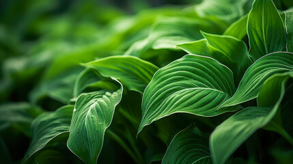 Obraz premium Lush green hosta leaves thriving in a serene garden setting during the warm summer months