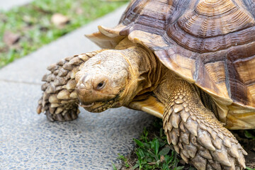 A majestic Sulcata tortoise crawls leisurely across a vibrant green lawn, its textured shell showcasing intricate patterns that highlight its natural beauty
