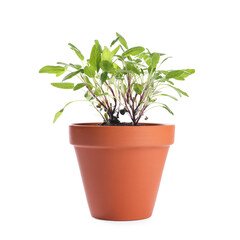 Mint plant in pot isolated on white. Aromatic herb