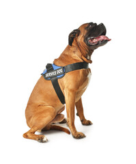 Cute service dog in vest sitting on white background