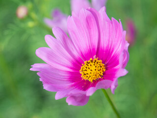 Fototapeta premium Cosmos flowers in the garden, close-up and simple background, morning light