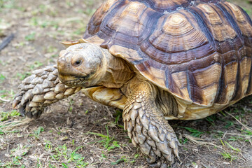 A majestic Sulcata tortoise crawls leisurely across a vibrant green lawn, its textured shell showcasing intricate patterns that highlight its natural beauty