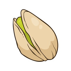 Pistachio nut, vector hand-drawn illustration