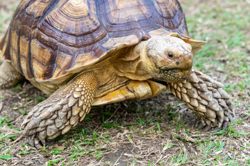 A majestic Sulcata tortoise crawls leisurely across a vibrant green lawn, its textured shell showcasing intricate patterns that highlight its natural beauty