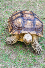 A majestic Sulcata tortoise crawls leisurely across a vibrant green lawn, its textured shell showcasing intricate patterns that highlight its natural beauty