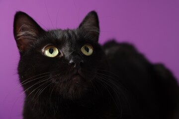 Cute black cat on purple background, closeup. Adorable pet