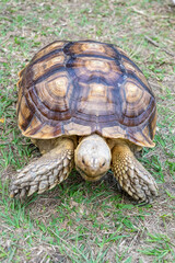 A majestic Sulcata tortoise crawls leisurely across a vibrant green lawn, its textured shell showcasing intricate patterns that highlight its natural beauty