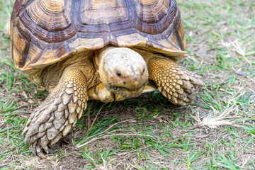 Naklejka premium A majestic Sulcata tortoise crawls leisurely across a vibrant green lawn, its textured shell showcasing intricate patterns that highlight its natural beauty
