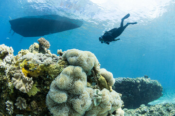 Diver under boat and beautiful corals, coin de mire Mauritius 