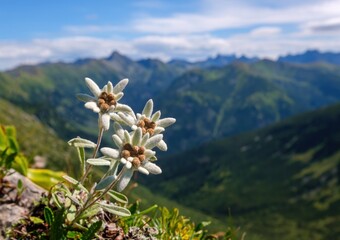 Edelweiss mountain flower (Leontopodium alpinum) growing in natural environment high up in the...