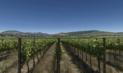 Vineyard rows under a clear blue sky, stretching to distant hills.