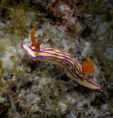 Hypselodoris white or maridadilus nudibranch in Mauritius 