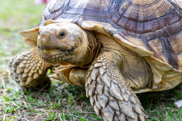 A majestic Sulcata tortoise crawls leisurely across a vibrant green lawn, its textured shell showcasing intricate patterns that highlight its natural beauty