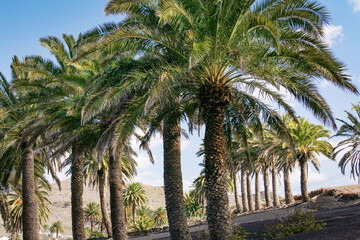 Obraz premium Valley of a Thousand Palms, Lanzarote, Canary Islands