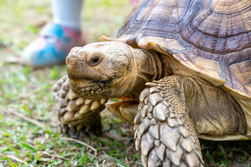 A majestic Sulcata tortoise crawls leisurely across a vibrant green lawn, its textured shell showcasing intricate patterns that highlight its natural beauty