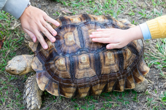A majestic Sulcata tortoise crawls leisurely across a vibrant green lawn, its textured shell showcasing intricate patterns that highlight its natural beauty