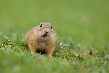 Surprised and stunned European ground squirrel, Spermophilus citellus, with light brown fur with open mouth showing two teeth facing photographer on meadow