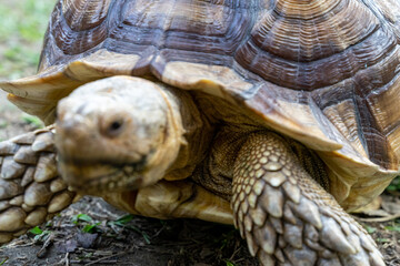Obraz premium A majestic Sulcata tortoise crawls leisurely across a vibrant green lawn, its textured shell showcasing intricate patterns that highlight its natural beauty