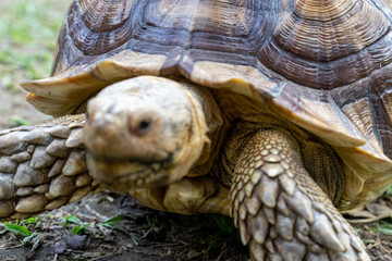 A majestic Sulcata tortoise crawls leisurely across a vibrant green lawn, its textured shell showcasing intricate patterns that highlight its natural beauty