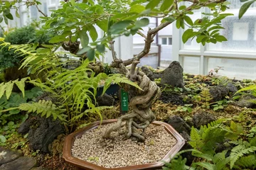 Fotobehang Bonsai Bonsai trees garden at Grand Greenhouse at Deoksugung Palace, Seoul South Korea  © Natalia
