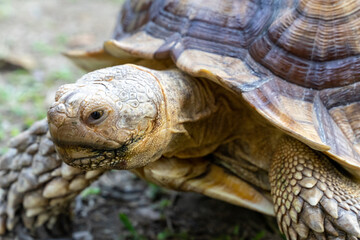 A majestic Sulcata tortoise crawls leisurely across a vibrant green lawn, its textured shell showcasing intricate patterns that highlight its natural beauty