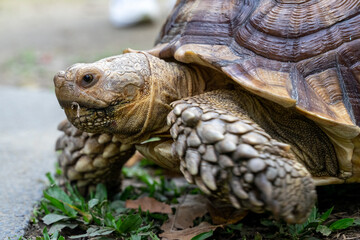 Naklejka premium A majestic Sulcata tortoise crawls leisurely across a vibrant green lawn, its textured shell showcasing intricate patterns that highlight its natural beauty