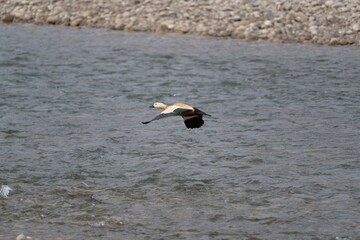 Ruddy shelduck flying
