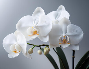 Elegant White Phalaenopsis Orchids in Gold Pot, Soft Light