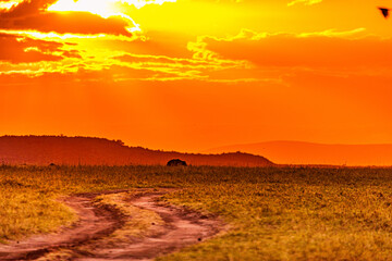 sunset over the field
