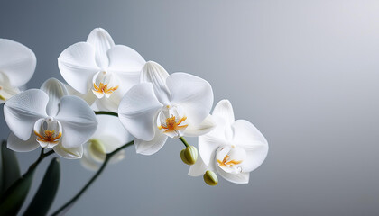 Elegant White Phalaenopsis Orchids in Gold Pot, Soft Light