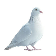 Serene White Dove: A Symbol of Peace and Purity