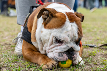 Fototapeta premium A charming English Bulldog is captured in this photo, showcasing its distinctive wrinkled face, muscular build, and endearing expression. The dog exudes a mix of strength and affection