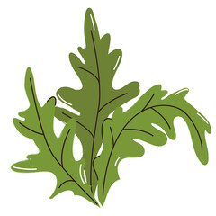 Trendy Collection arugula green leaf food illustration with natural organic fresh ingredients. Rocket salad or arugula. Farm market vegetable product. Salad ingredient.