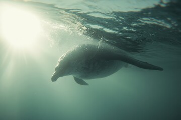 Naklejka premium Captivating Underwater Scene of a Duck Diving Beneath Waves with Sunlight Filtering Through the Surface, Showcasing Natural Lighting Effects and Tranquil Atmosphere