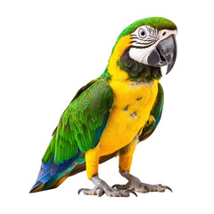 Fototapeta premium Vibrant macaw parrot with striking green and yellow feathers
