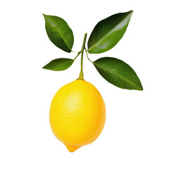 Fresh lemon with green leaves on a black background