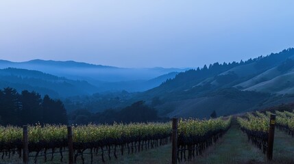 Serene Vineyard at Dawn: Misty Mountains and Rolling Hills