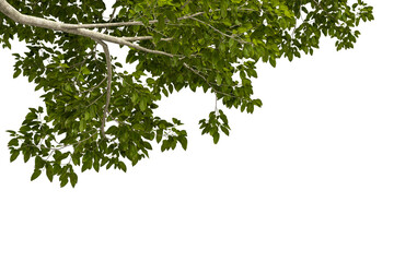 green leaves tree branches isolated on white