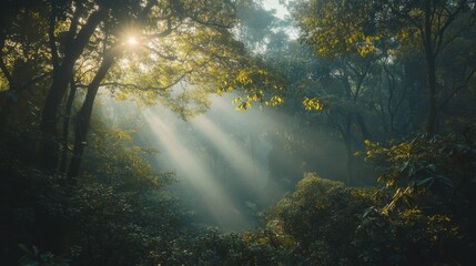 Fototapeta premium Sunlight and sun rays shining through the misty forest at sunrise