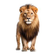 Fototapeta premium Majestic lion standing proudly with a regal expression