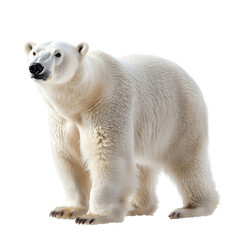 Fototapeta premium Polar bear isolated on transparent background
